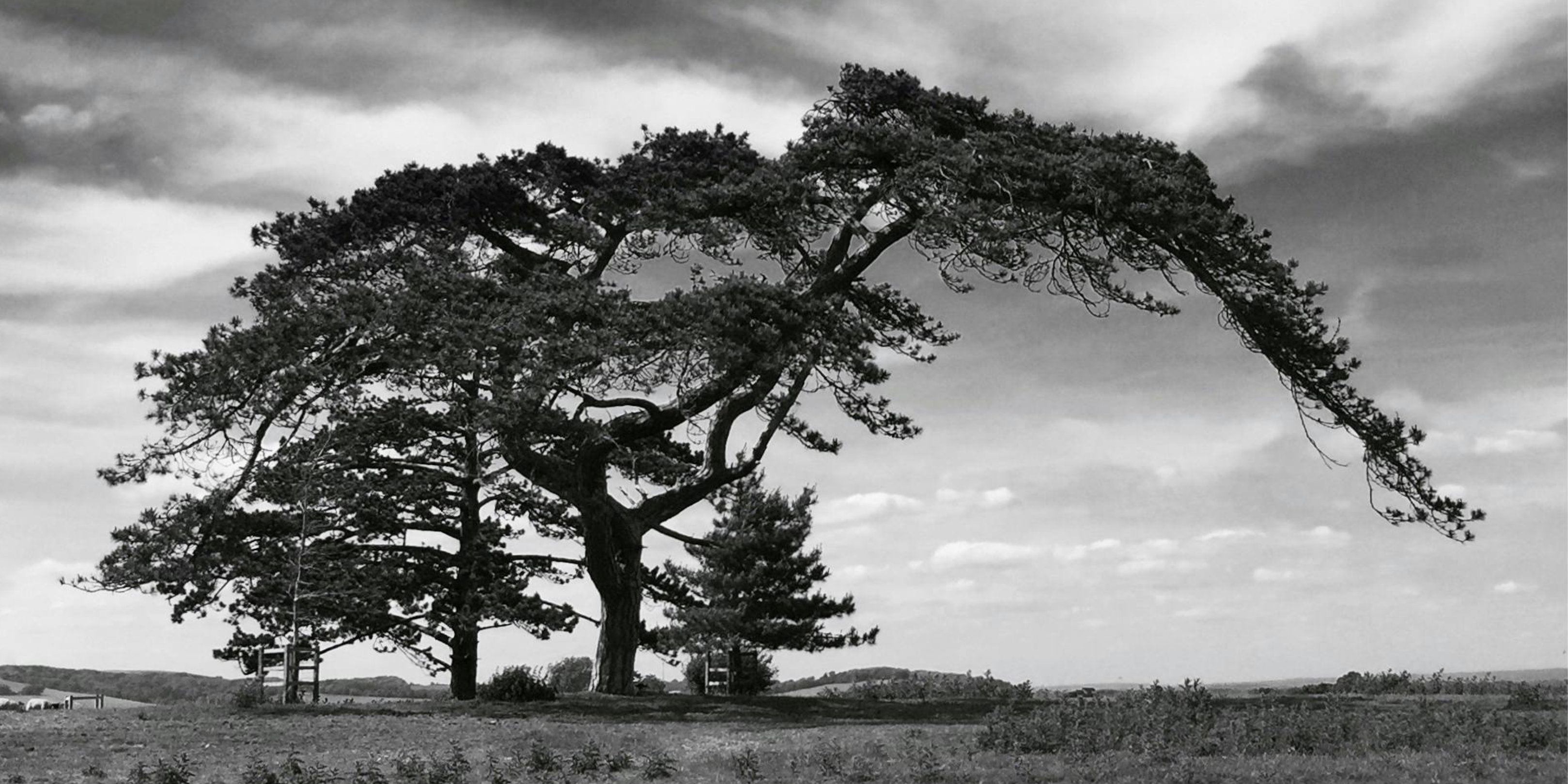 Monochrome photo of tree on grass field