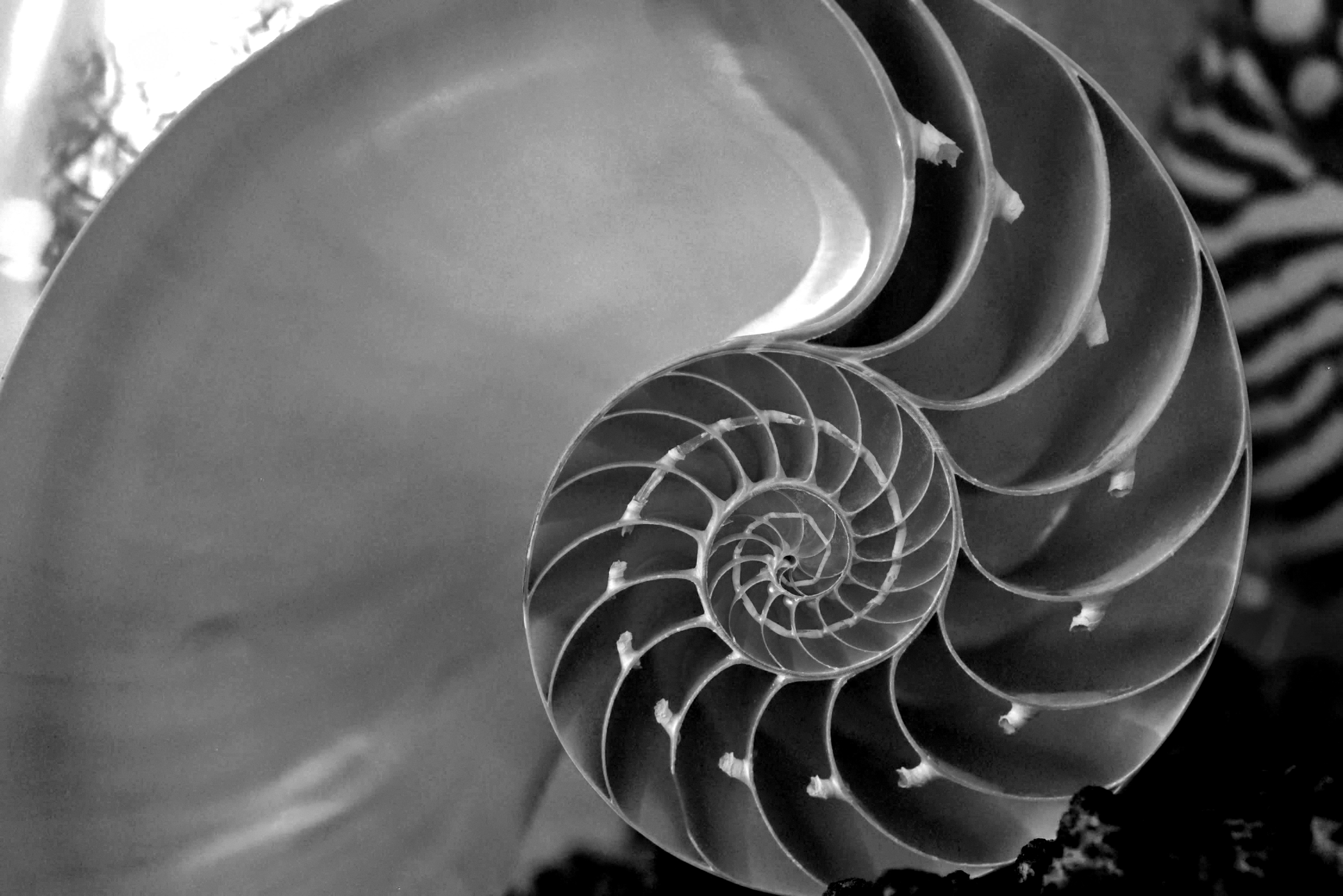 Black-and-white close-up of a nautilus shell cross-section showing a logarithmic spiral
